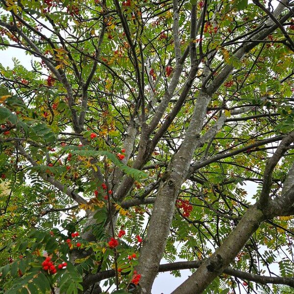 Sorbus aucuparia 整株植物