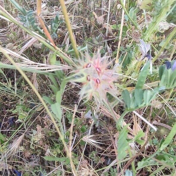 Trifolium stellatum Frucht