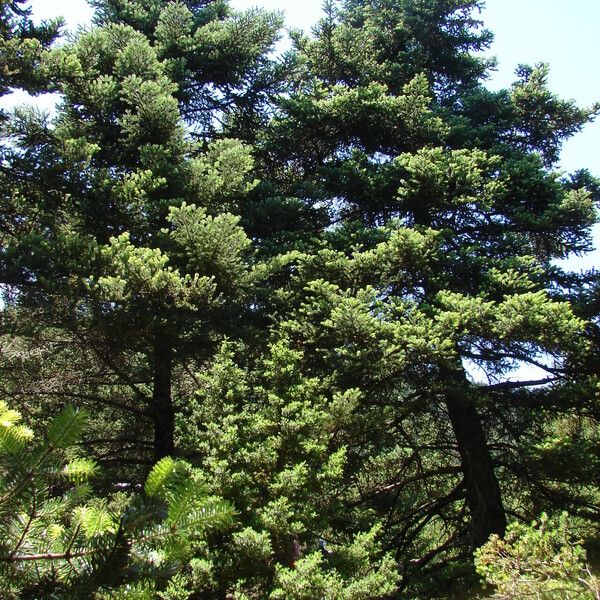 Abies cephalonica ശീലം