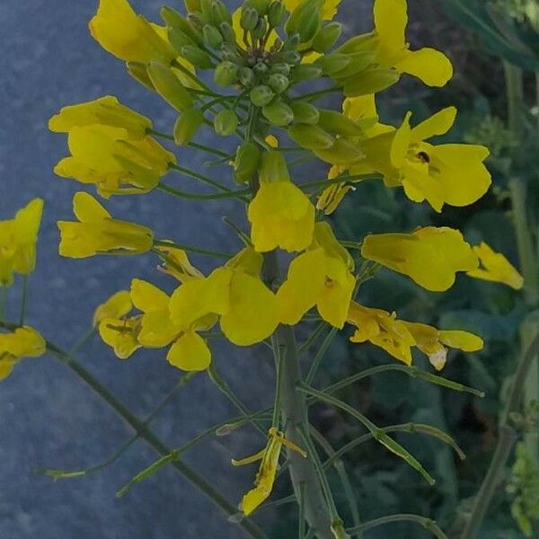 Brassica napus Blüte