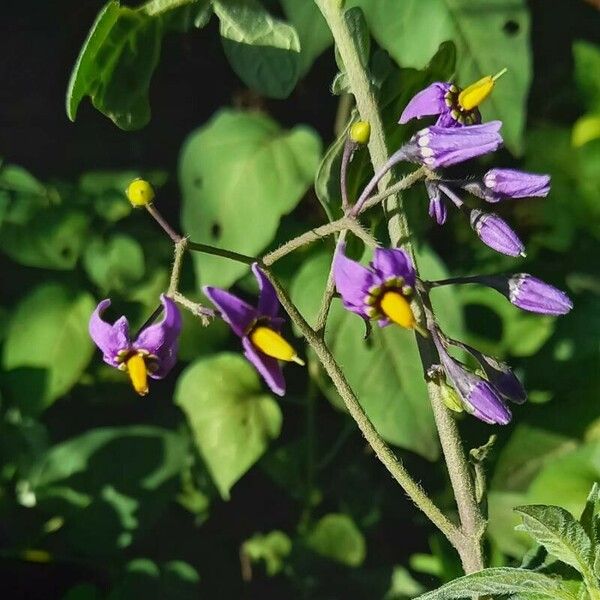 Solanum dulcamara Цветок