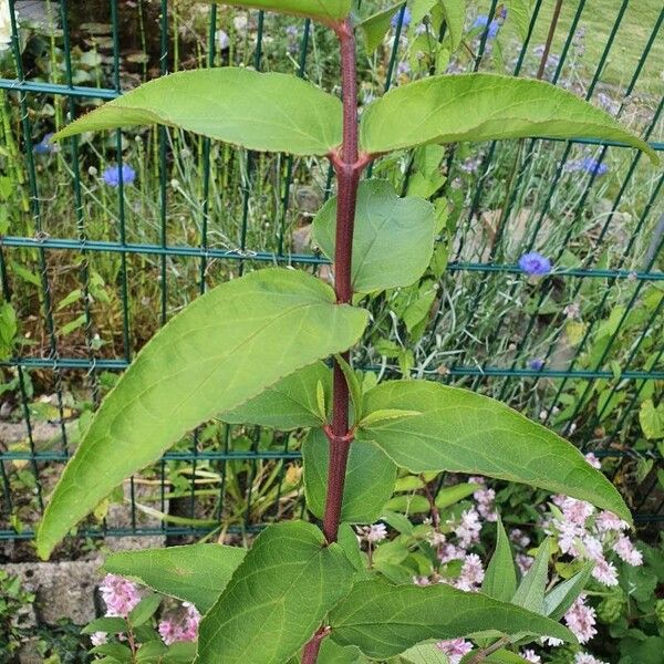 Deutzia scabra Leaf