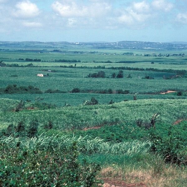 Saccharum officinarum Habitat