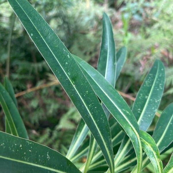 Euphorbia mellifera ഇല