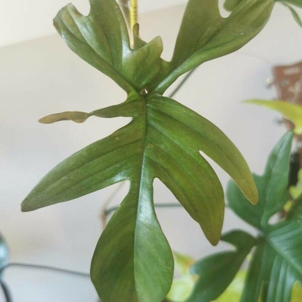 Philodendron pedatum Blatt