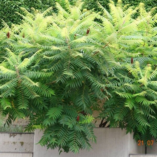 Rhus typhina Habitus