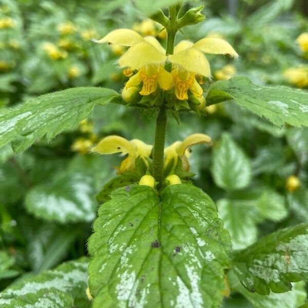 Lamium galeobdolon Blodyn