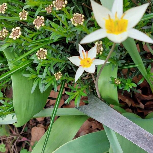 Tulipa turkestanica Kvet