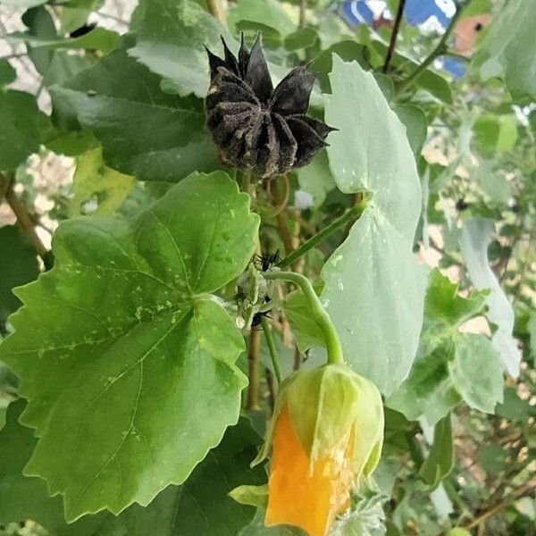 Abutilon indicum अन्य