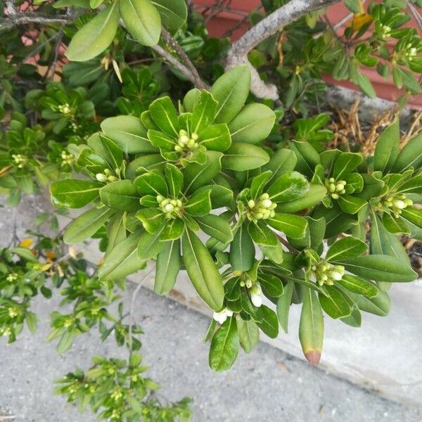 Pittosporum tobira Foglia