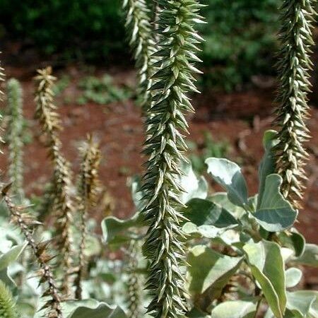 Achyranthes splendens Flower