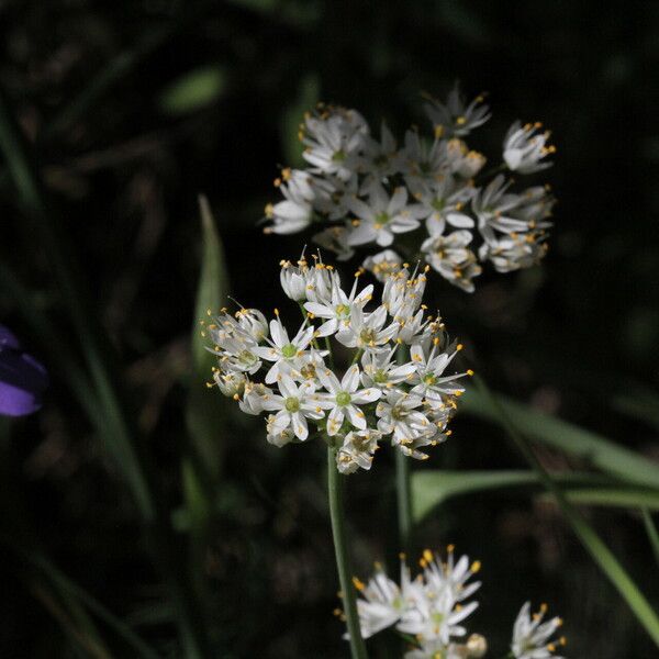 Allium subvillosum Floro