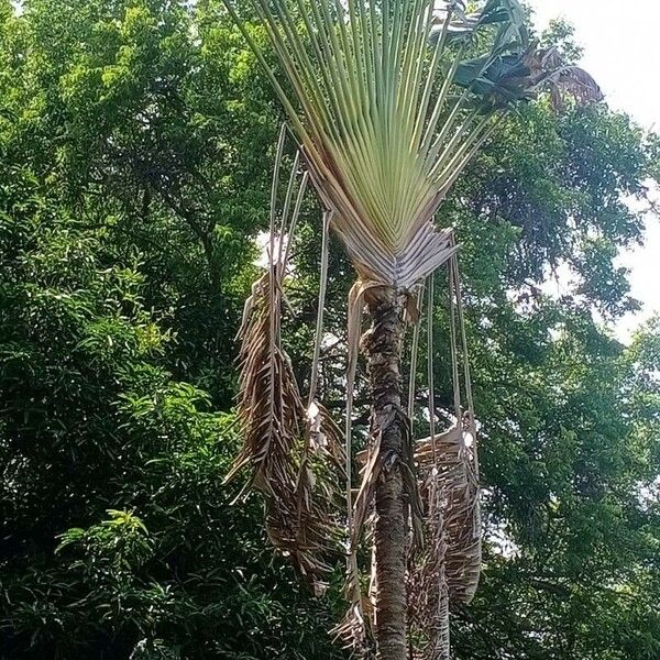 Ravenala madagascariensis Leaf