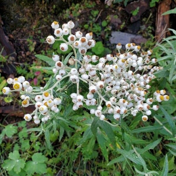 Anaphalis margaritacea Flor