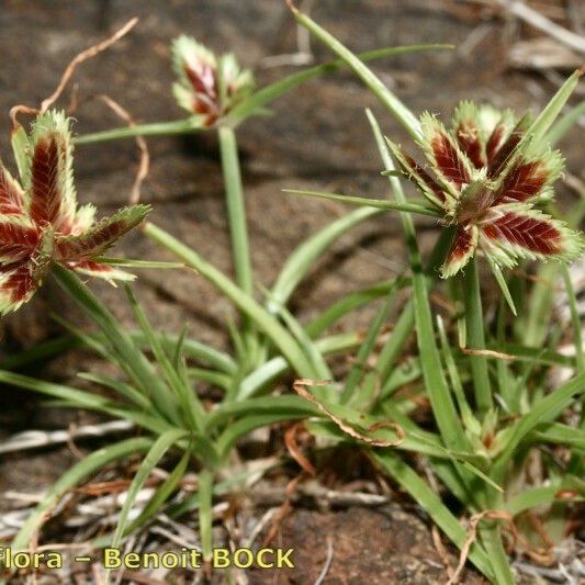 Cyperus rubicundus 整株植物