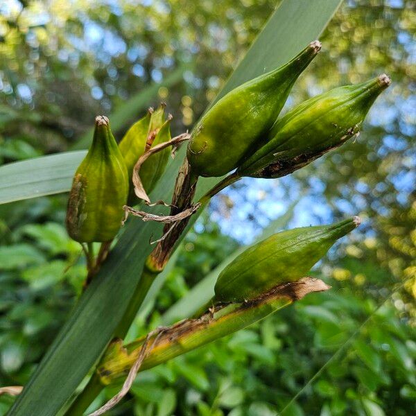 Iris pseudacorus Frucht