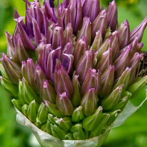 Allium cristophii Fiore