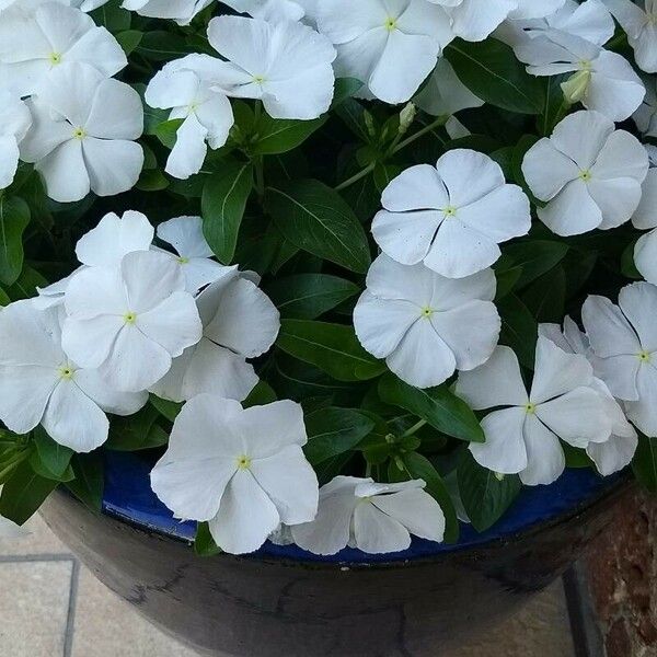 Catharanthus roseus Flor