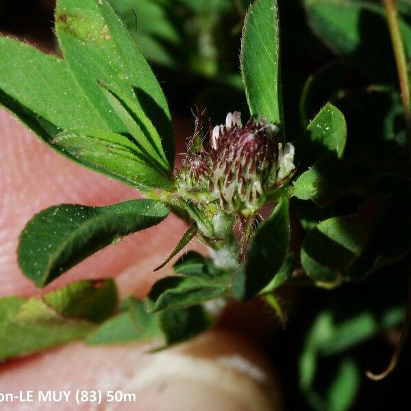 Trifolium bocconei Habit