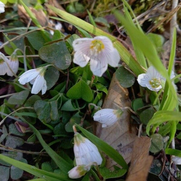 Oxalis acetosella Virág