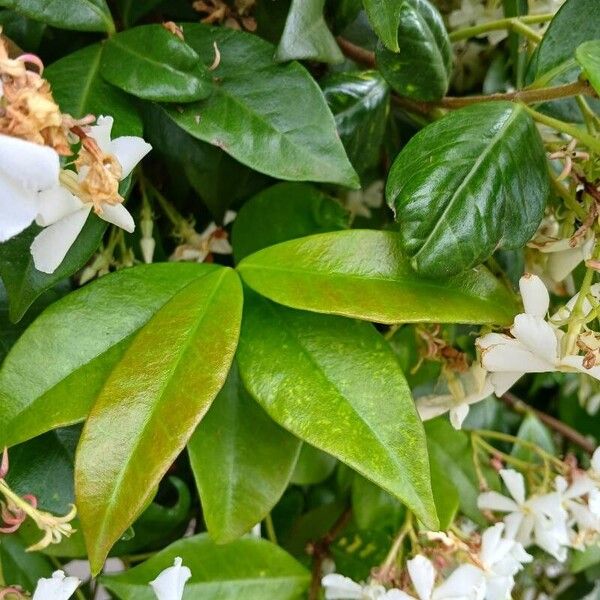 Trachelospermum jasminoides Blad