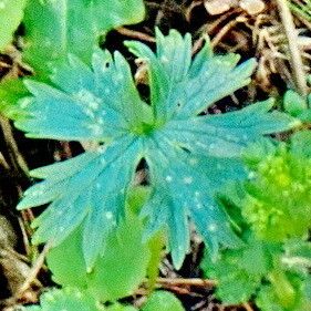 Ranunculus montanus 葉