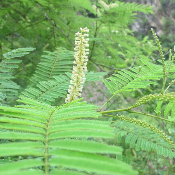 Senegalia catechu Leaf