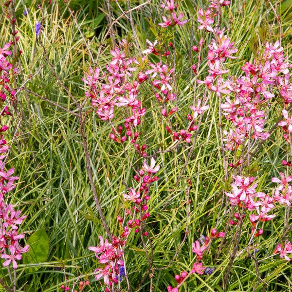 Prunus tenella Hábito