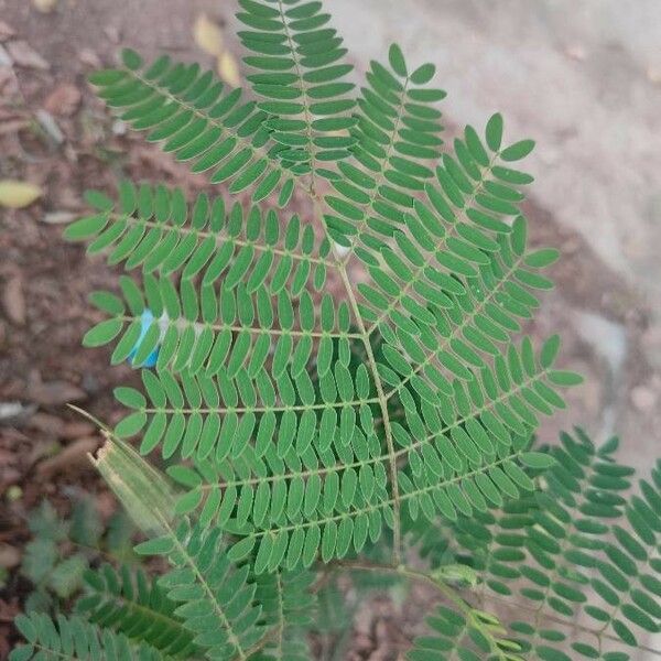Leucaena leucocephala Leaf