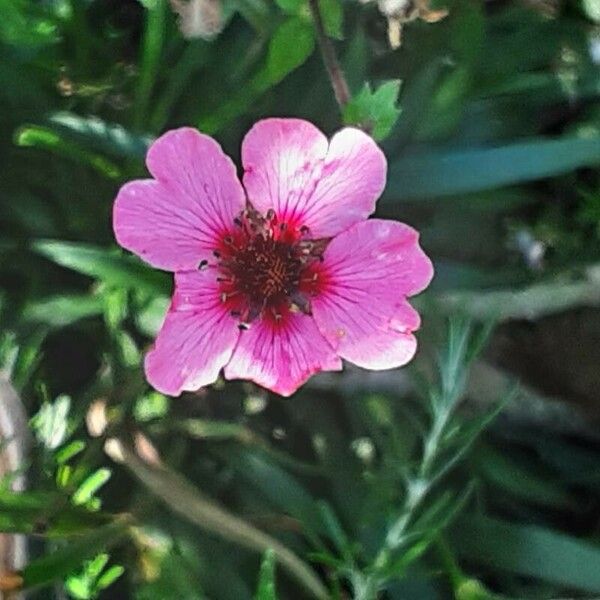 Potentilla nepalensis Kvet