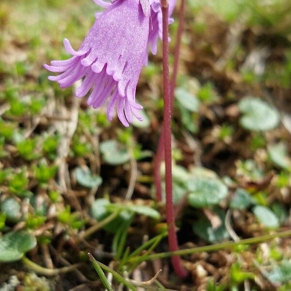 Soldanella pusilla Flower