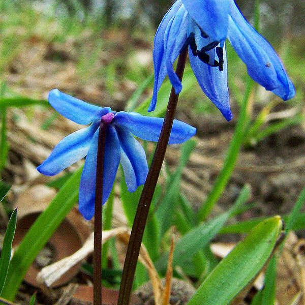 Scilla siberica Habitus