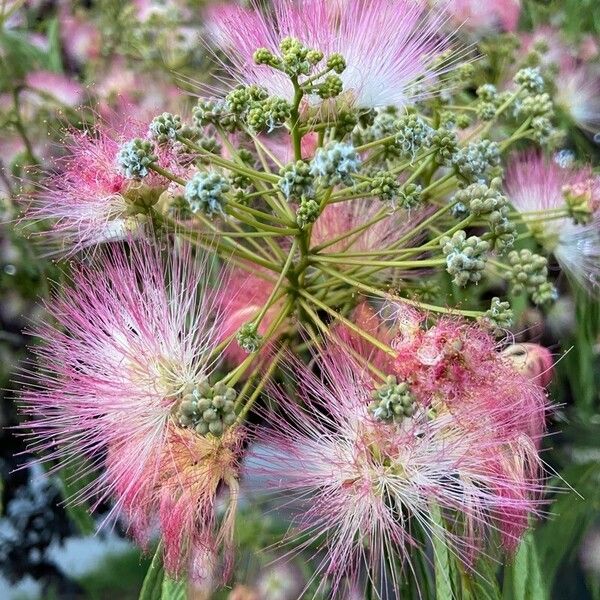 Albizia julibrissin Kukka