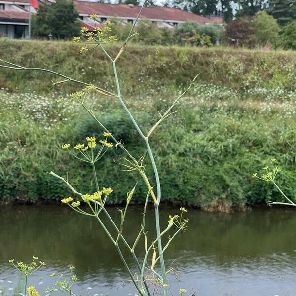 Foeniculum vulgare Leht