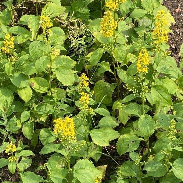 Solidago flexicaulis ശീലം