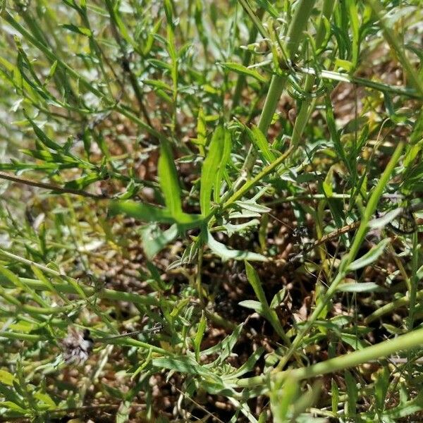 Cephalaria leucantha برگ