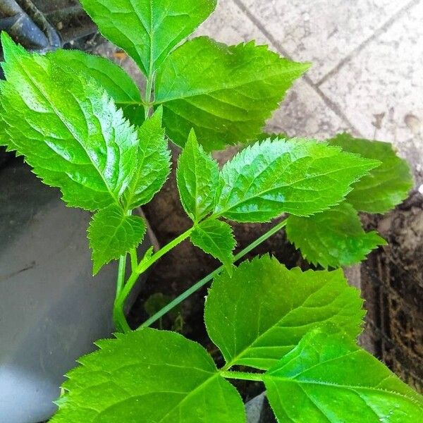 Cryptotaenia canadensis Leaf