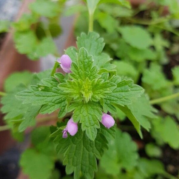 Lamium hybridum Blatt