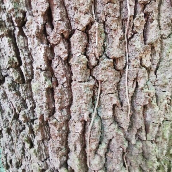 Quercus robur 樹皮