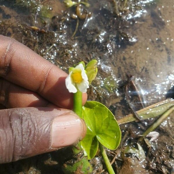 Sagittaria guayanensis Flors