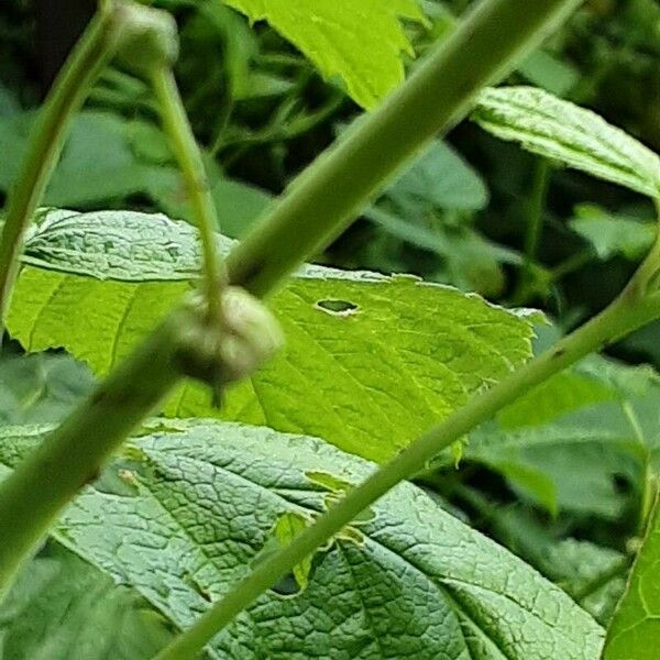 Rubus occidentalis Цветок