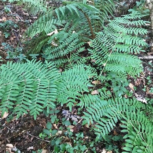 Osmunda regalis पत्ता