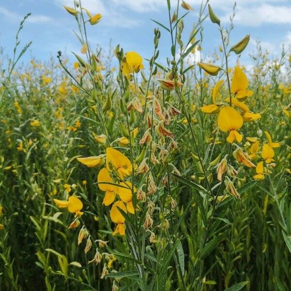 Crotalaria juncea Flower