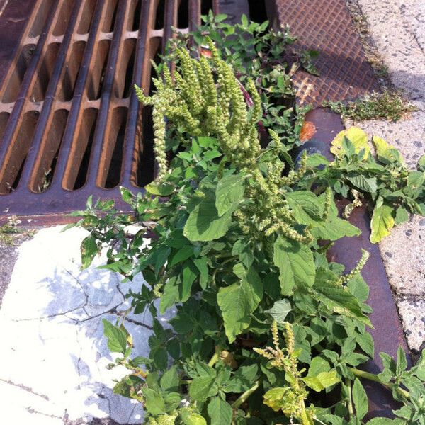 Amaranthus tortuosus Staniste