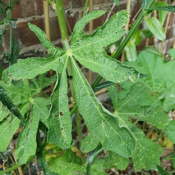 Alcea ficifolia পাতা