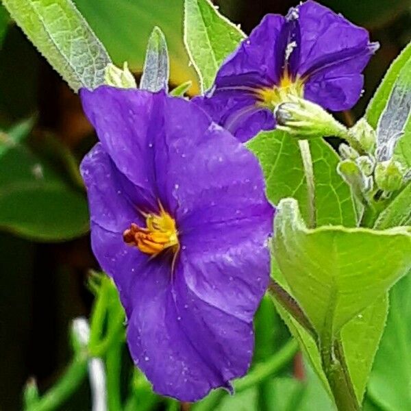 Lycianthes rantonnetii Flor