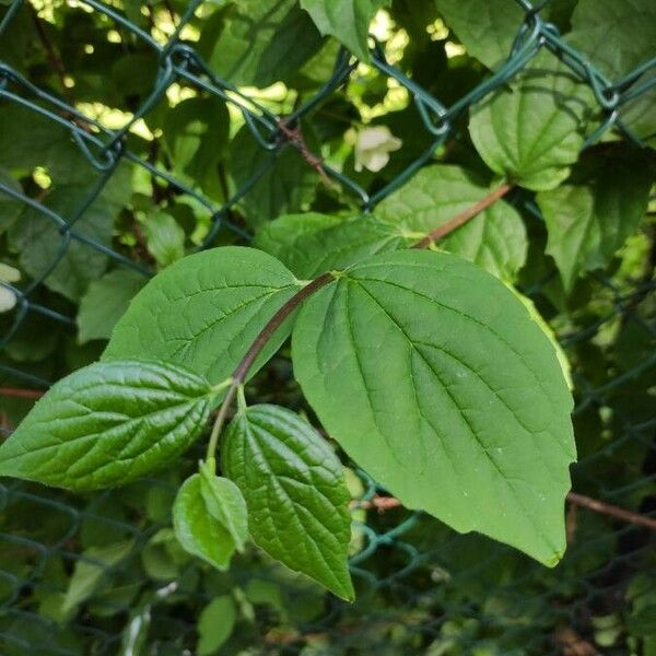 Philadelphus coronarius Folla