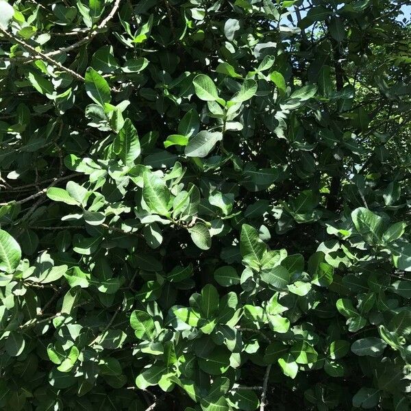 Garcinia livingstonei Tervik taim