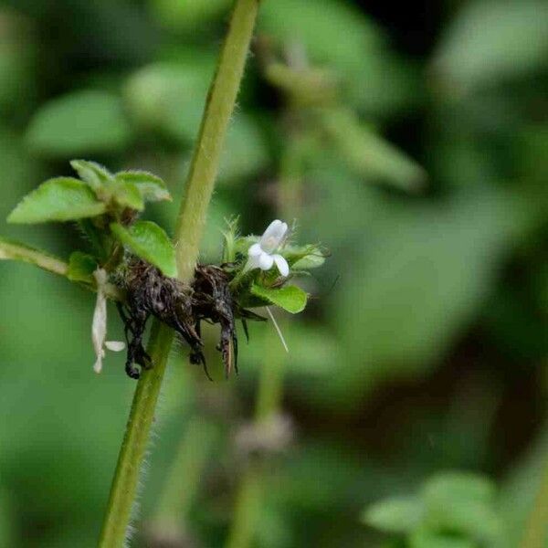 Hygrophila costata Õis