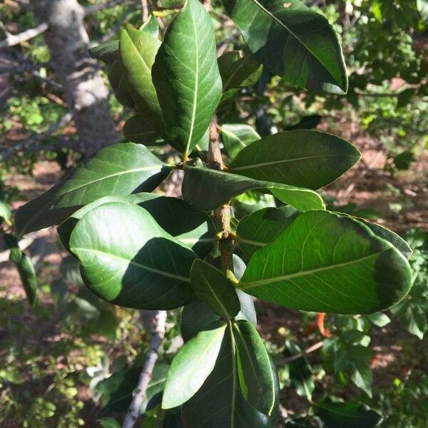 Garcinia livingstonei Leht